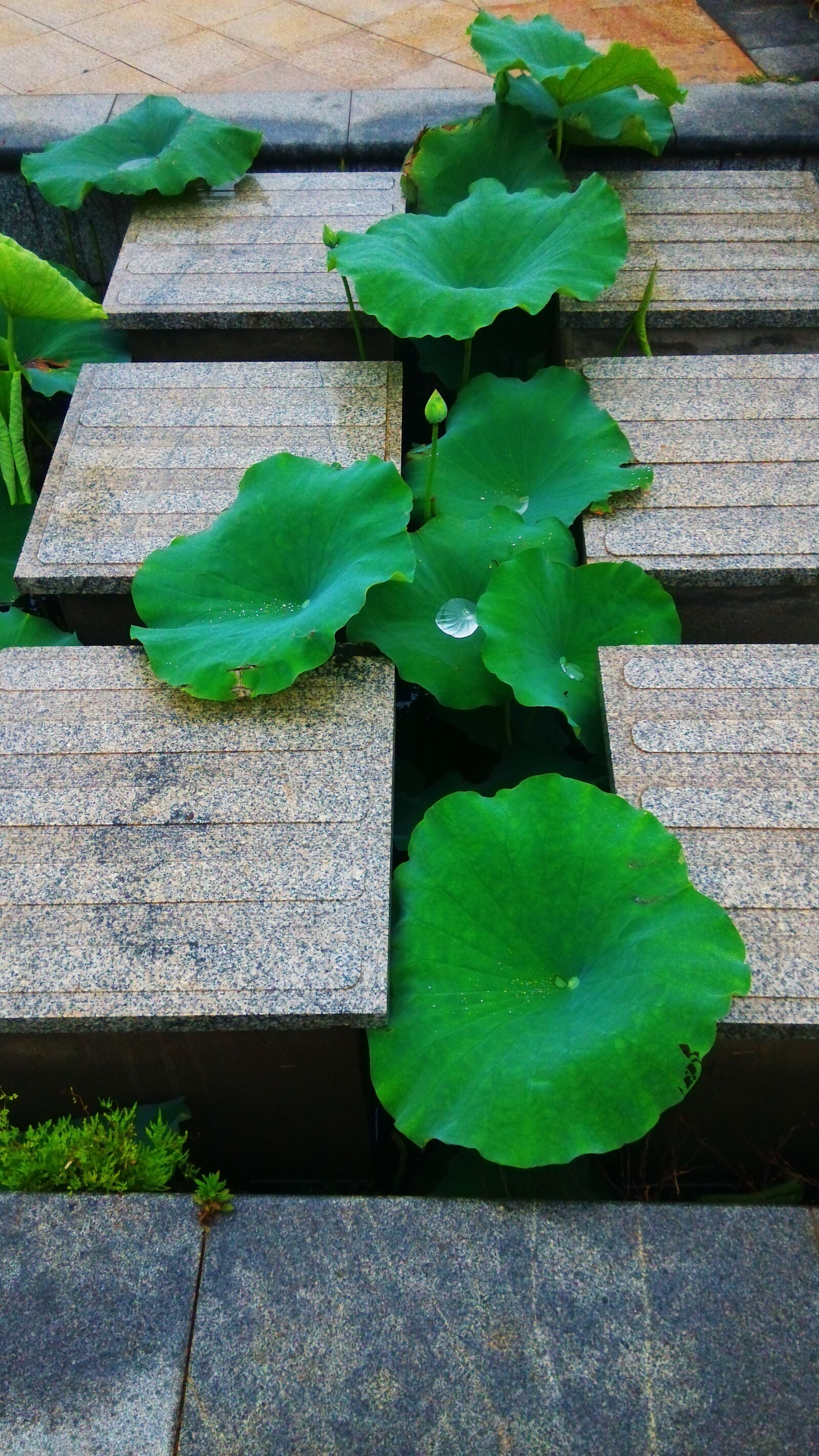 Xiaomi MI3 sample photo. Lotus leaf, lane, summer photography
