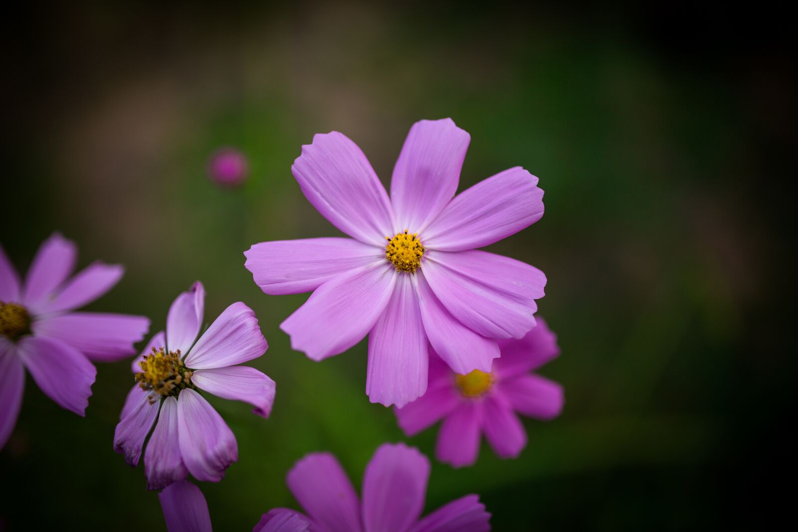 Canon EOS 5D Mark III sample photo. Common cosmos, cosmos, flowers photography
