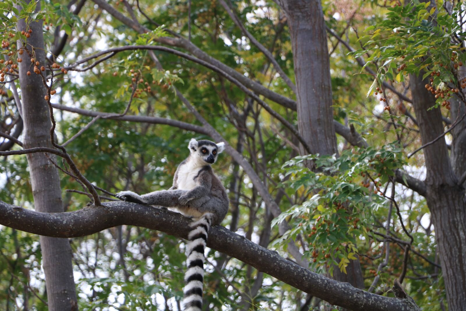 Canon EOS 760D (EOS Rebel T6s / EOS 8000D) sample photo. Lemur, madagascar, wild photography