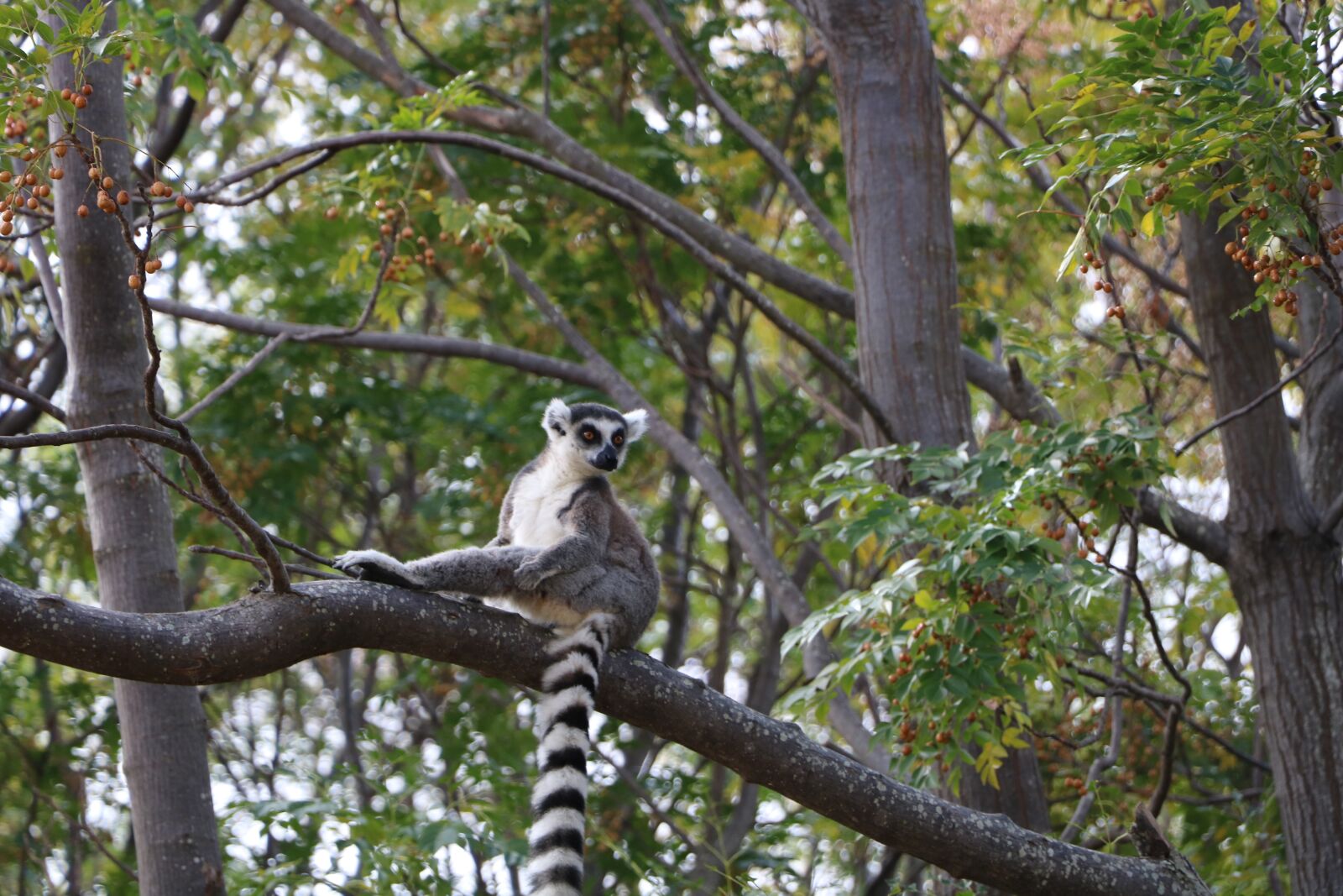 Canon EOS 760D (EOS Rebel T6s / EOS 8000D) + Canon EF-S 18-135mm F3.5-5.6 IS USM sample photo. Lemur, madagascar, wild photography