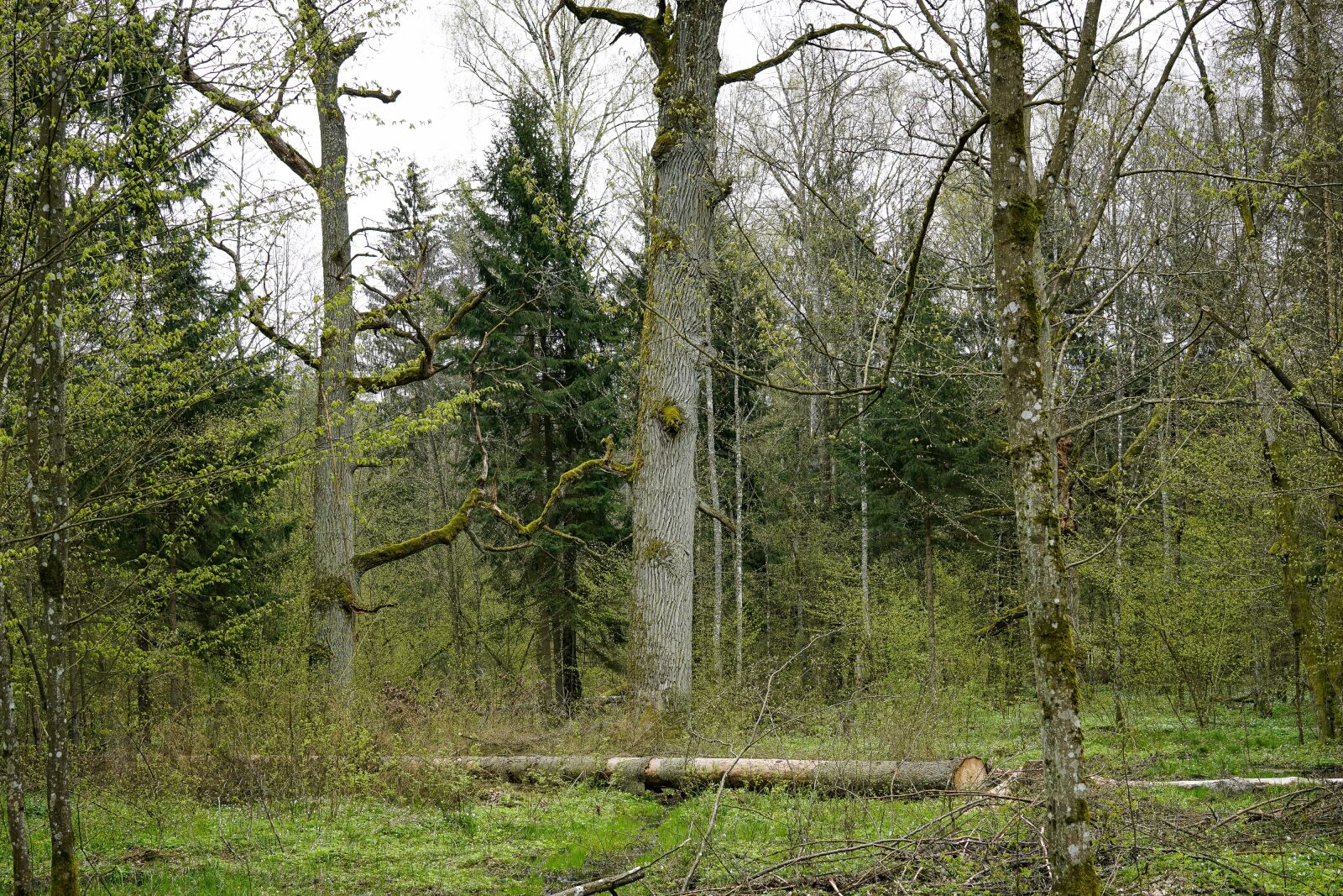 Sony a6000 + Sigma 30mm F2.8 EX DN sample photo. Oaks, oak, old tree photography