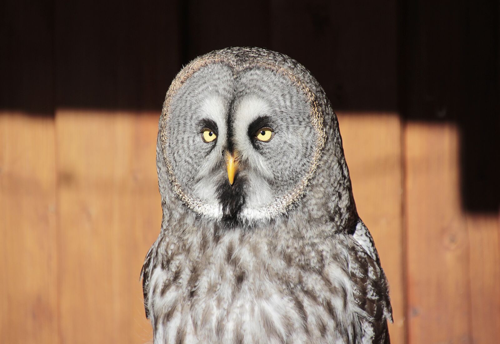 Canon EOS 700D (EOS Rebel T5i / EOS Kiss X7i) sample photo. Bart owl, bird, owl photography