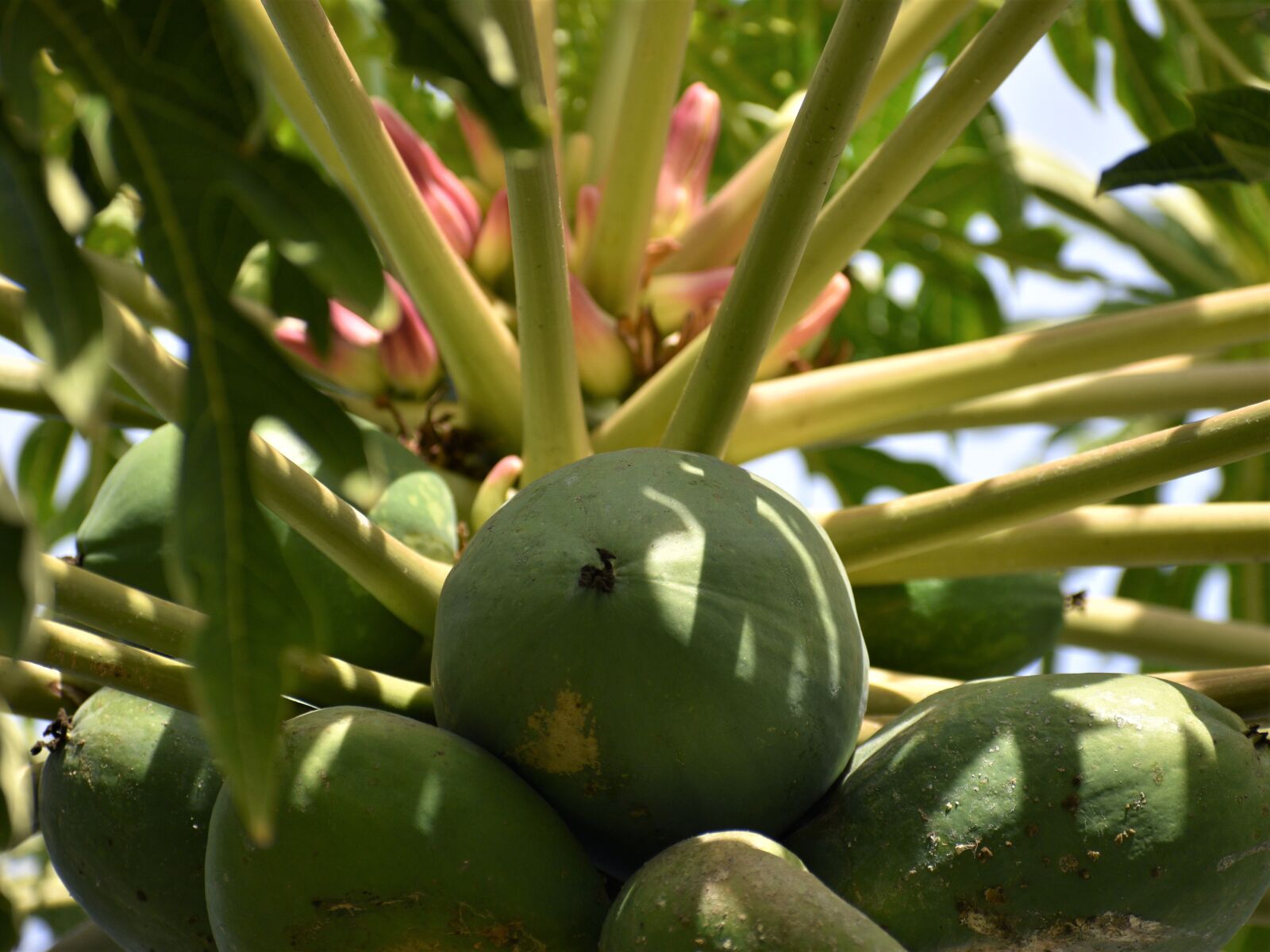 Nikon D3500 sample photo. Papaya, fruit, blossom photography