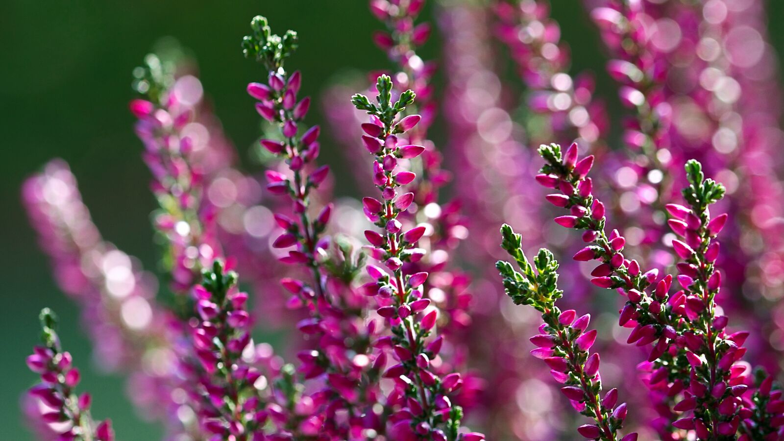 Nikon D7200 sample photo. Erica, flower, violet photography