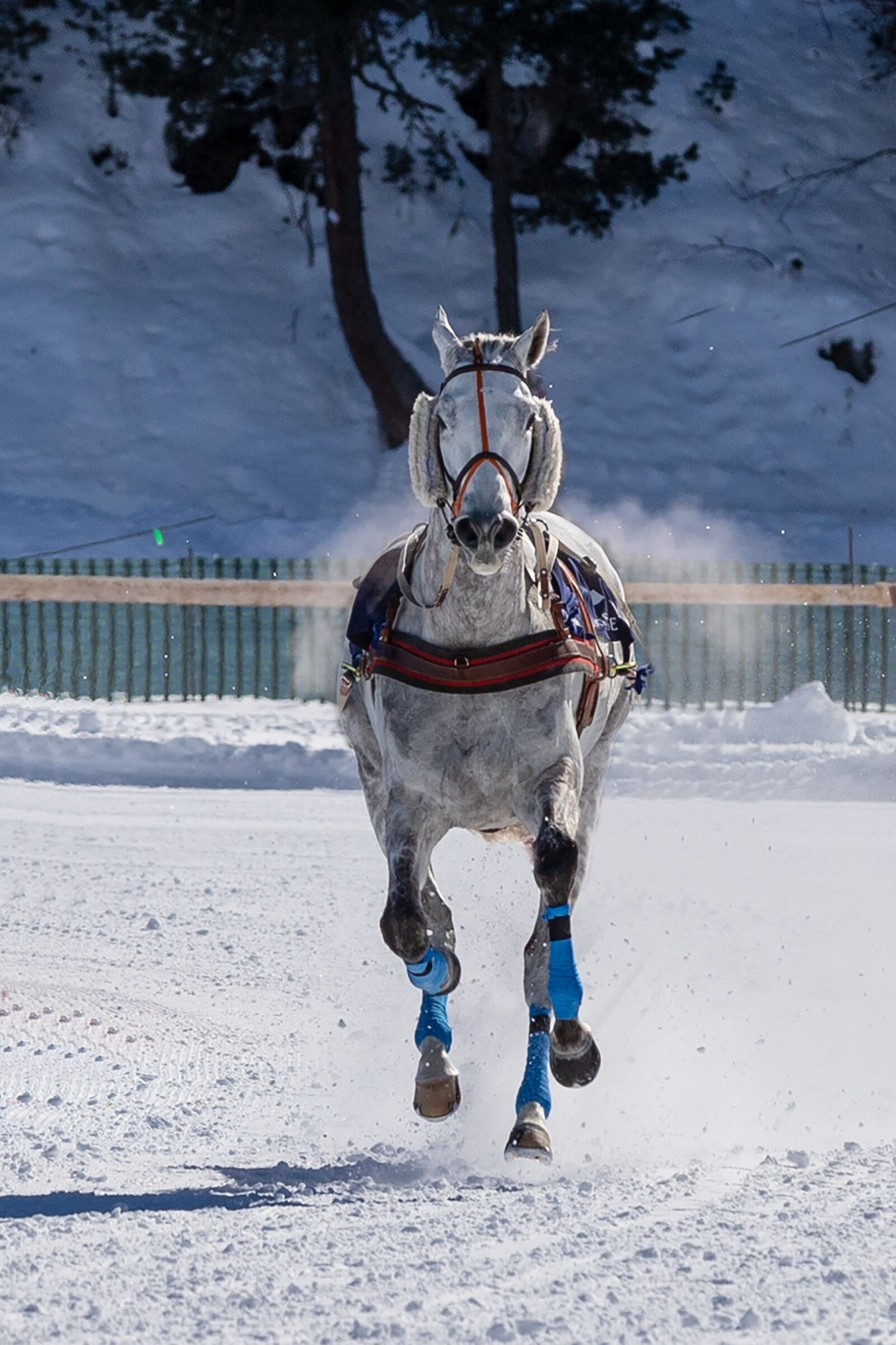 Canon EOS 6D Mark II sample photo. Mold, horse, gallop photography