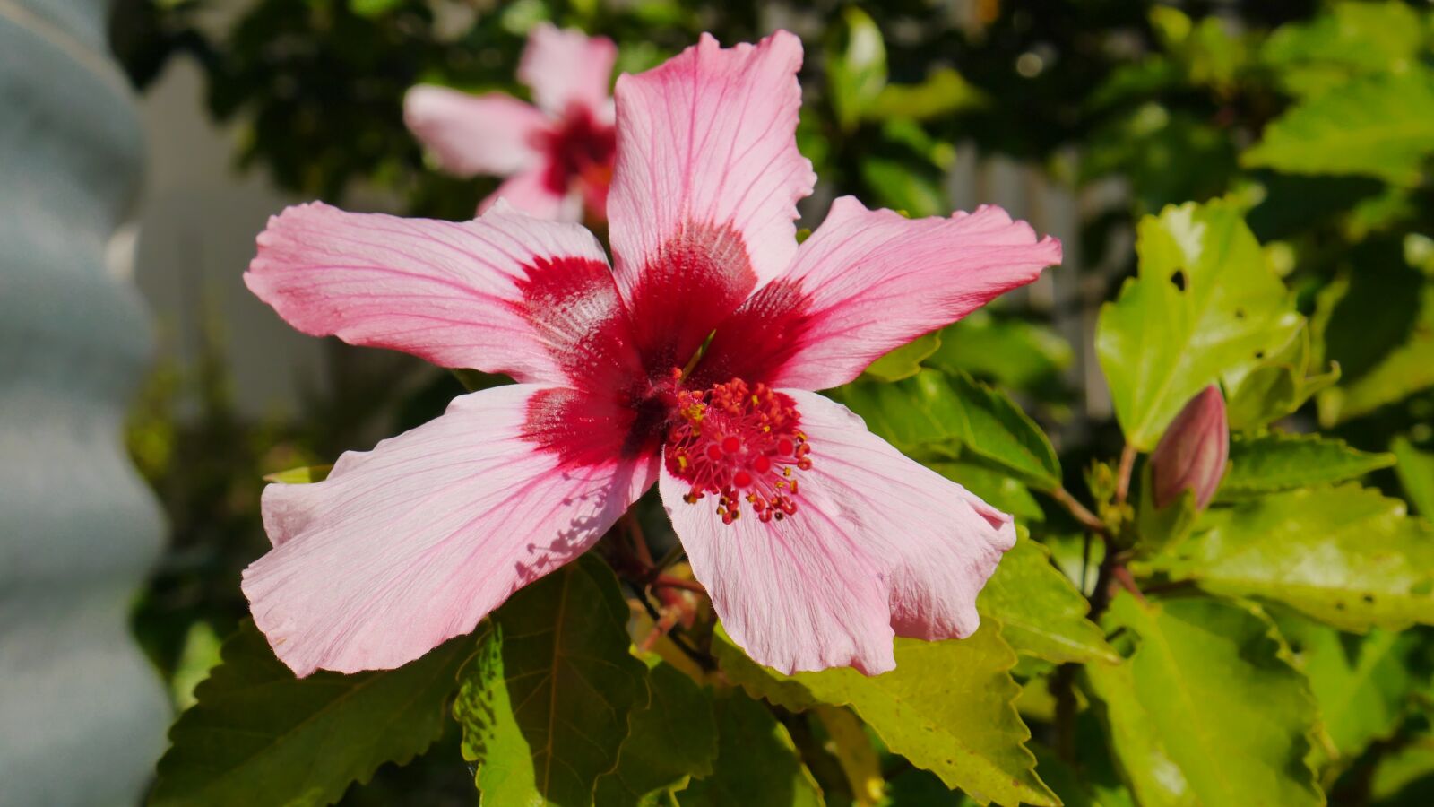 Panasonic Lumix DMC-GF6 sample photo. Flower, pink, plant photography