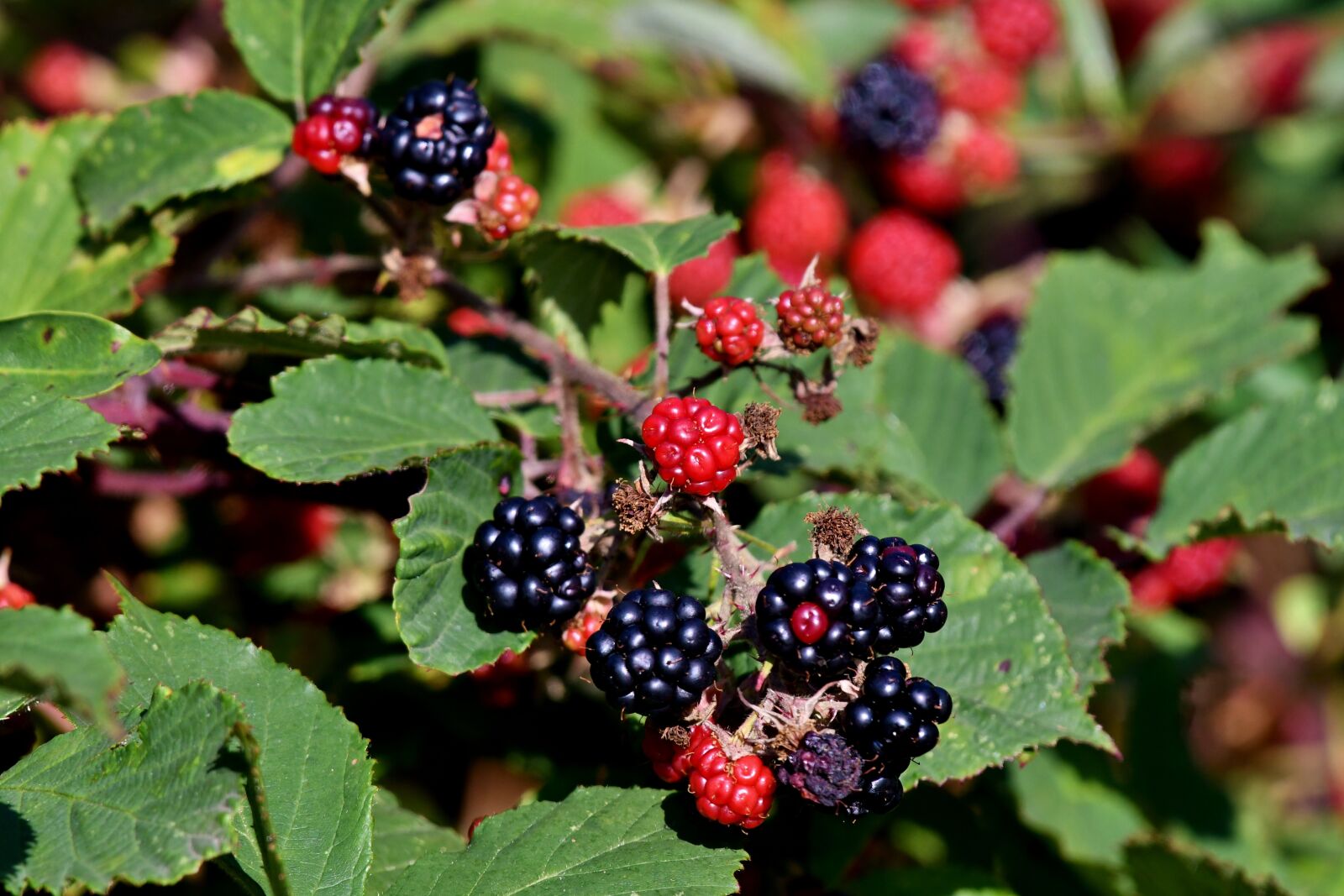 Nikon D500 sample photo. Blackberries, fruits, food photography