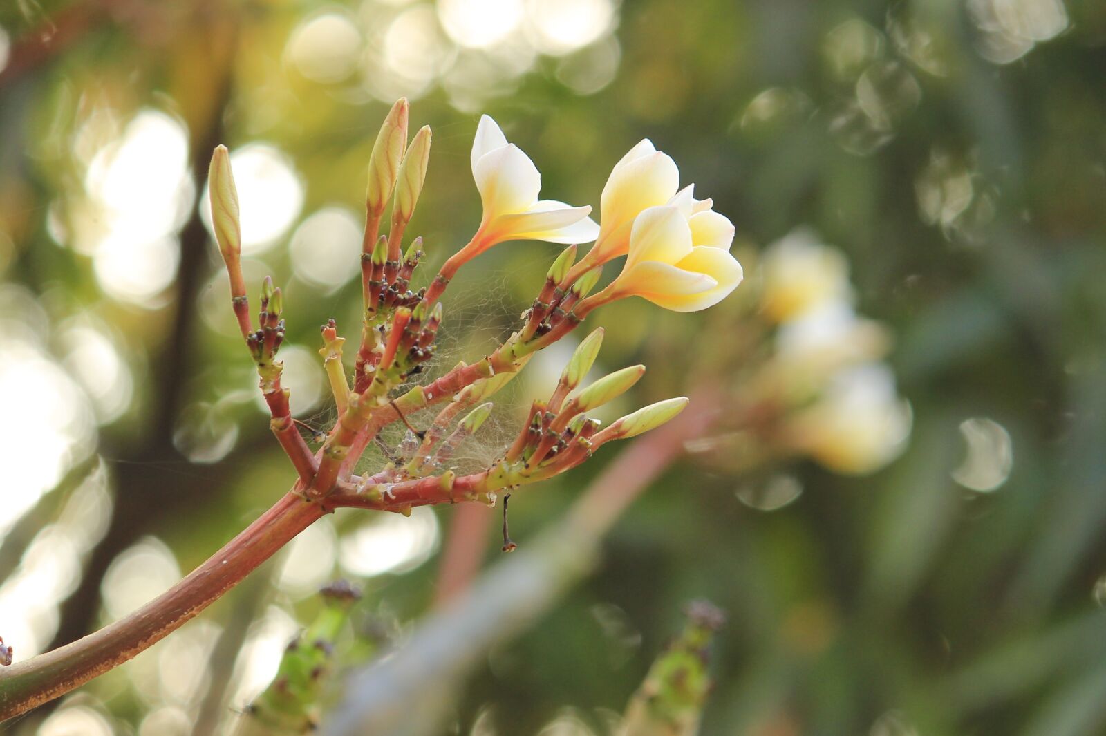 Canon EOS 1100D (EOS Rebel T3 / EOS Kiss X50) sample photo. Love, nature, flower photography
