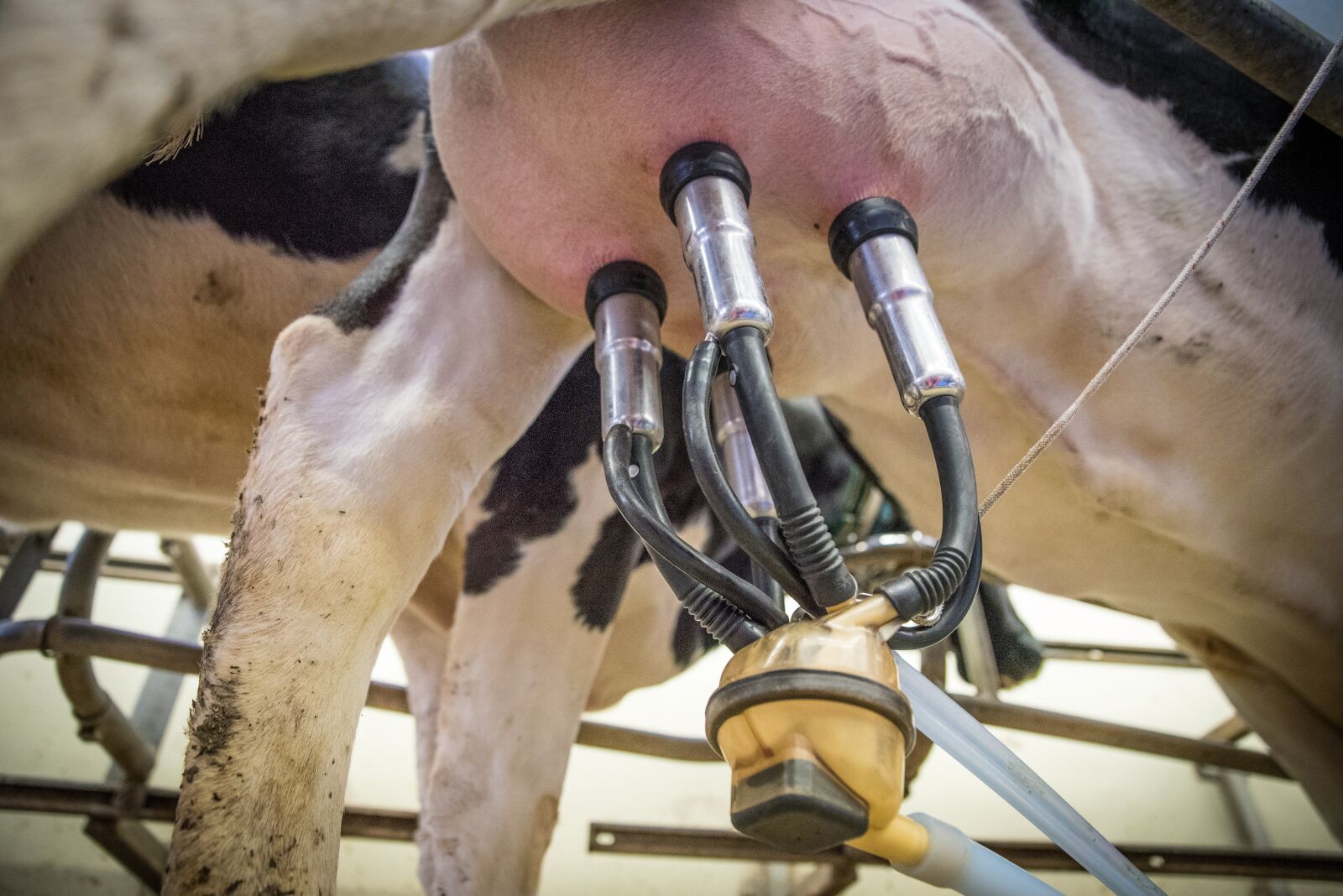 Nikon D750 sample photo. Milk, cow's milk, animal photography