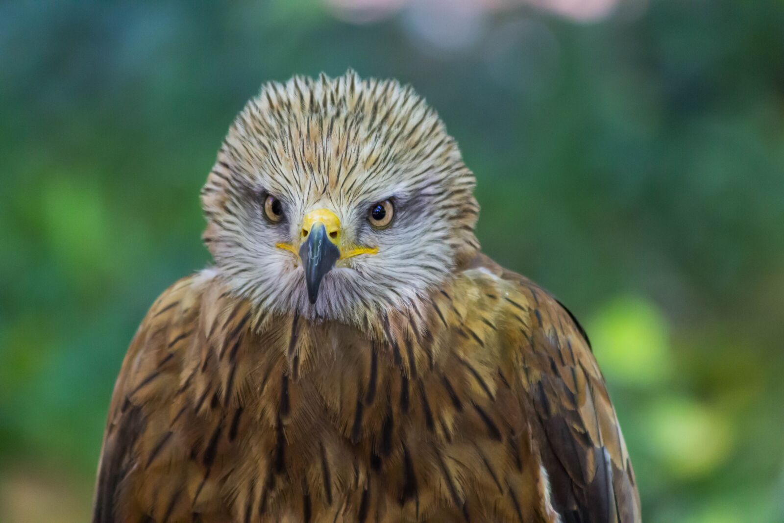 Canon EF 70-300mm F4-5.6 IS USM sample photo. Wild life, birds, nature photography