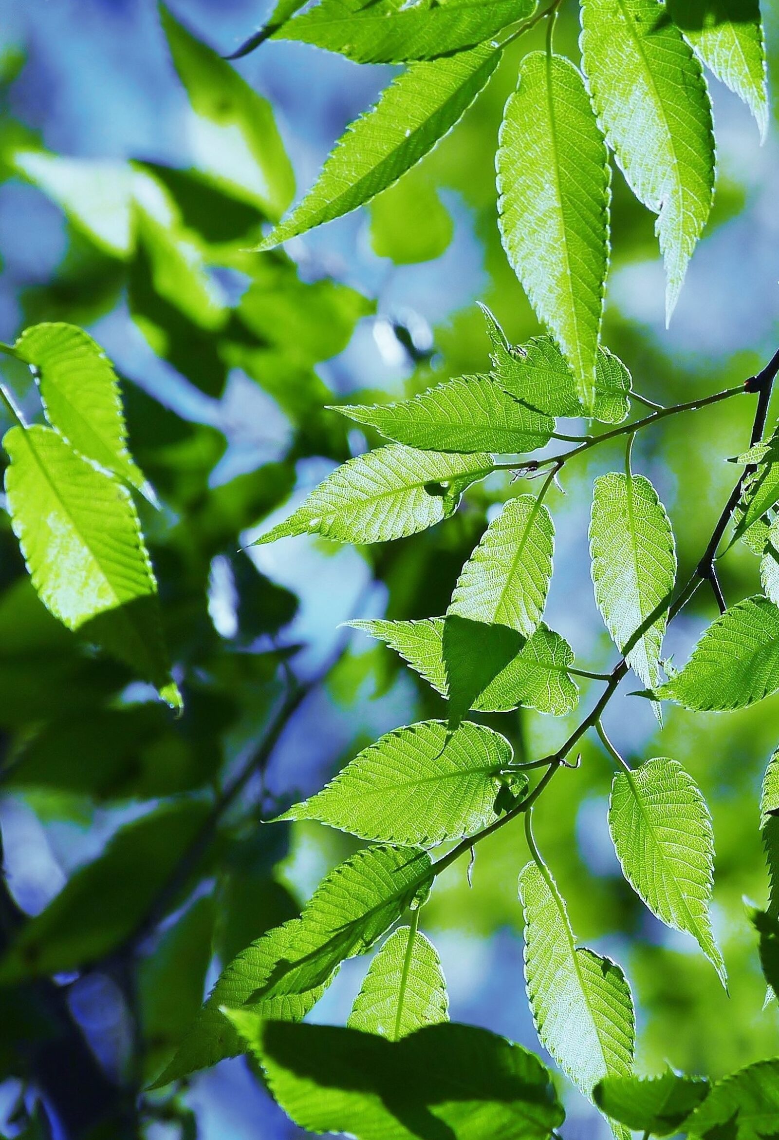 Panasonic Lumix DMC-GX1 sample photo. Spring, fresh green, blue photography