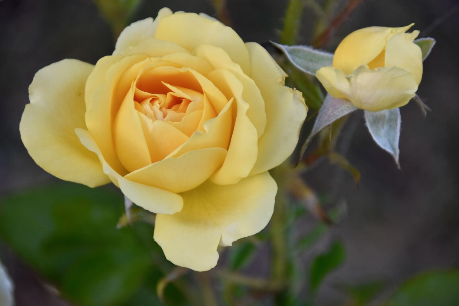 Nikon D5600 sample photo. Flower, yellow rose, rose photography