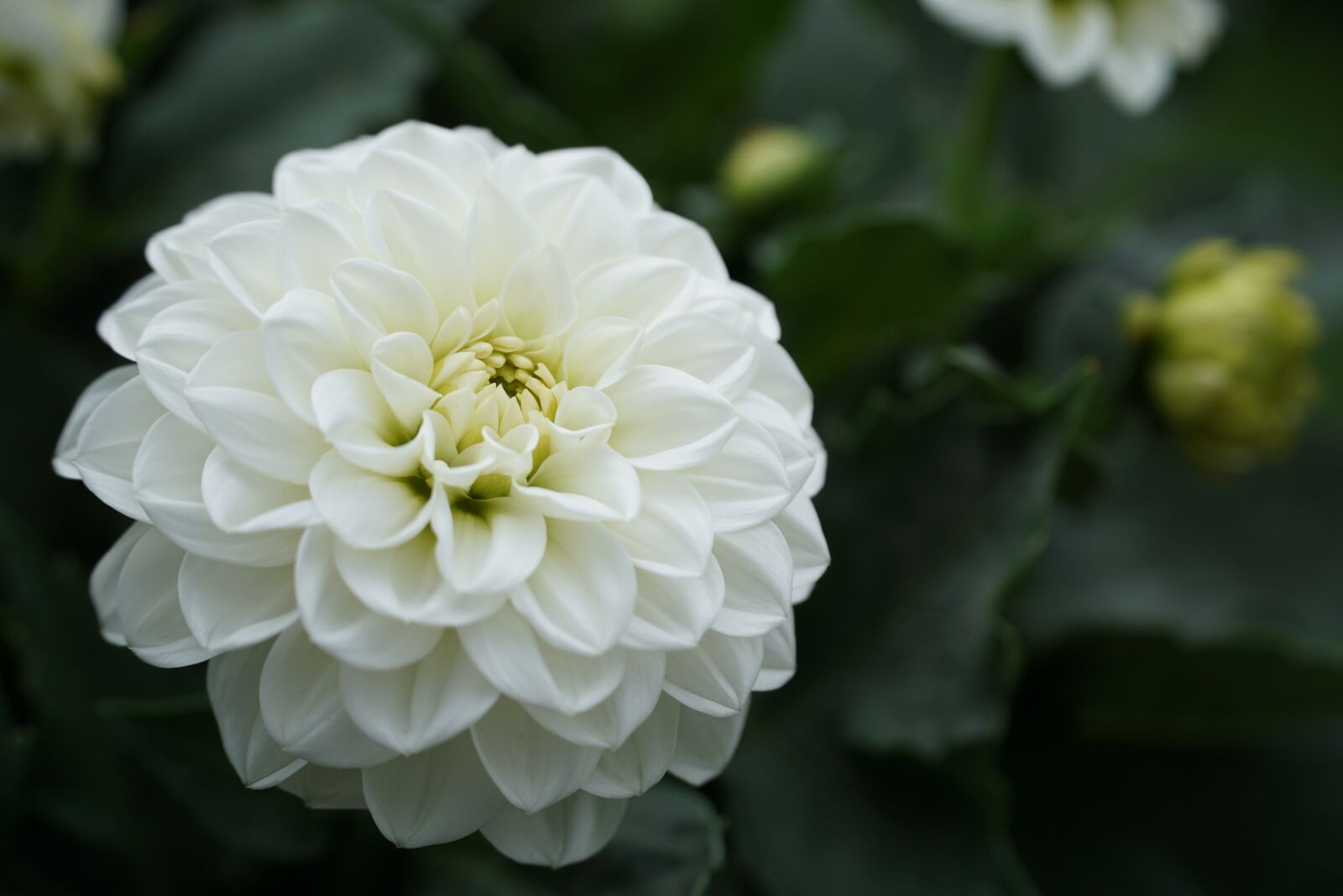 Sony a6000 sample photo. Flower, white, white flower photography