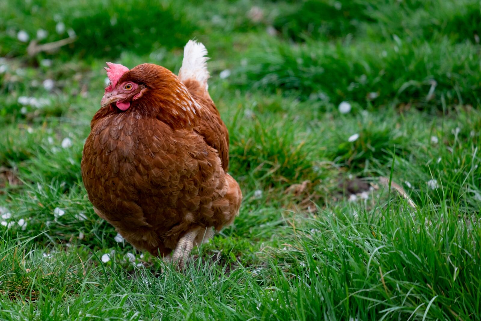 Fujifilm XF 55-200mm F3.5-4.8 R LM OIS sample photo. The hen, farm, bird photography