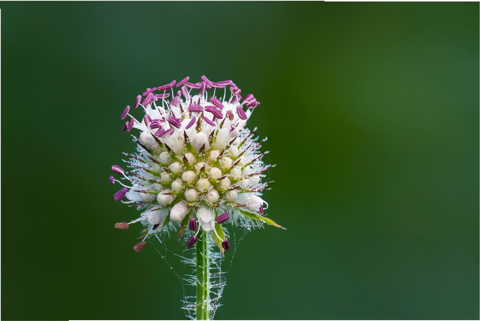 Canon EOS 7D sample photo. Thistle, blossom, bloom photography