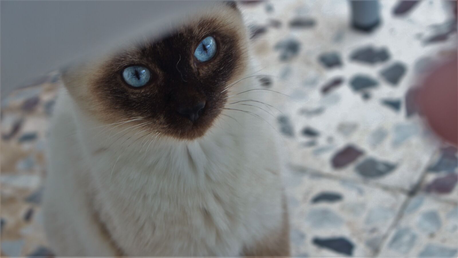 Canon EOS 700D (EOS Rebel T5i / EOS Kiss X7i) sample photo. Nice, animal, eye photography