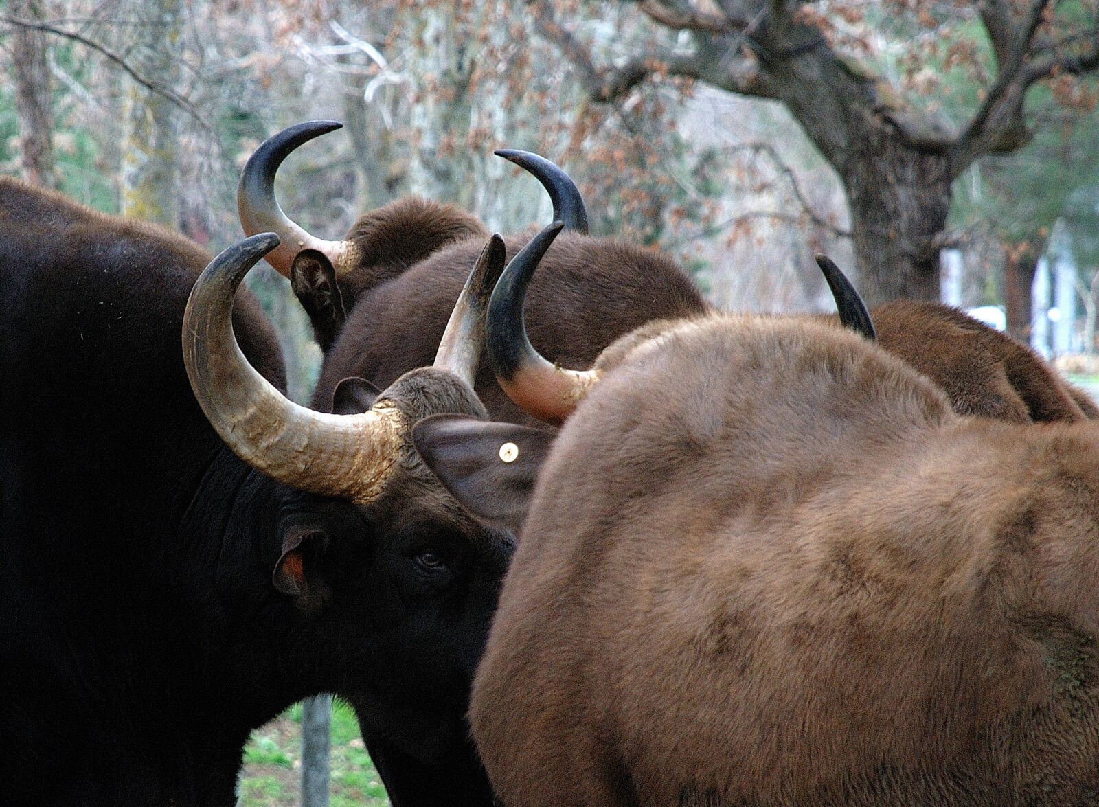 Nikon D80 sample photo. Bison, horns, zoo photography