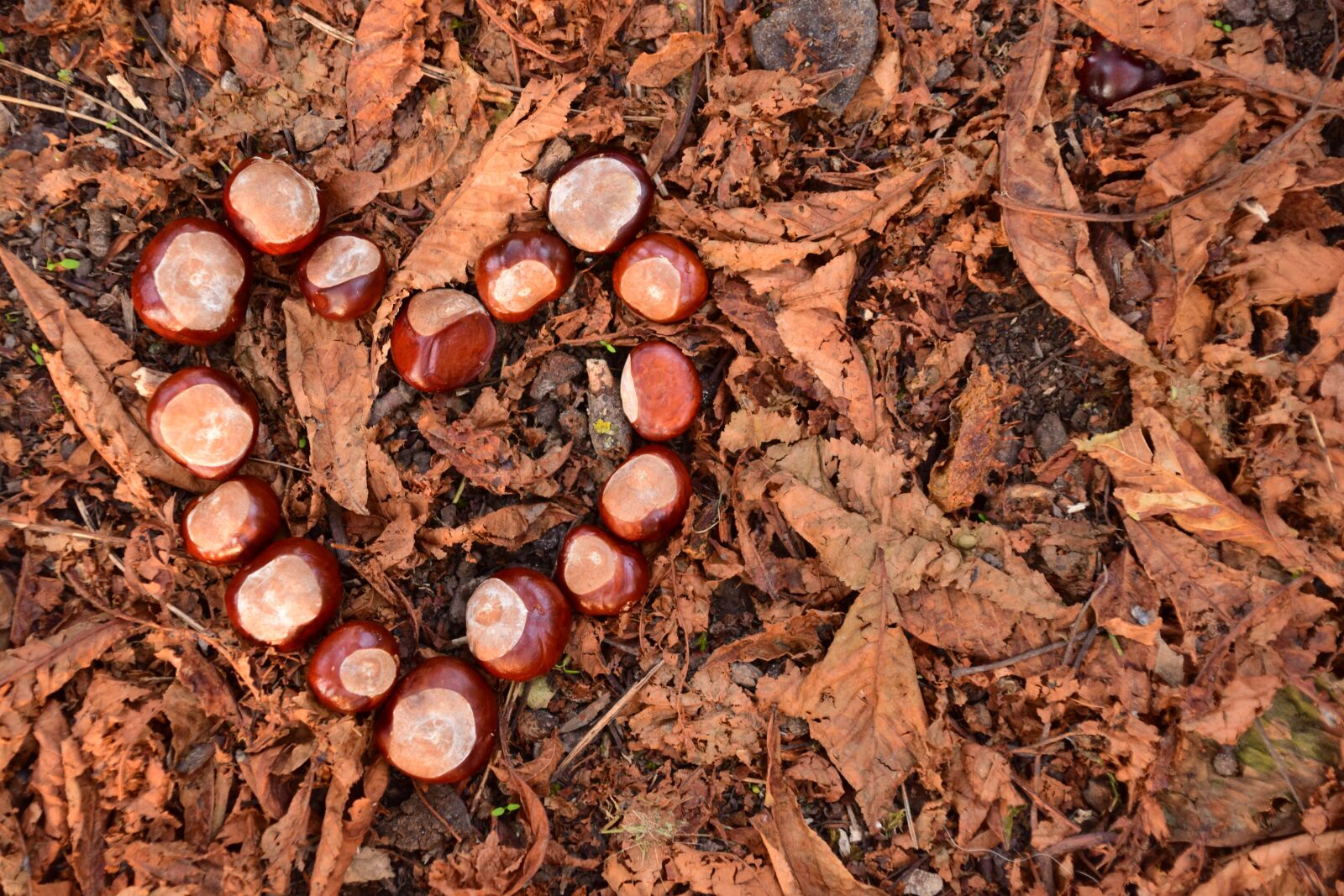 Nikon D3300 sample photo. Heart, chestnut, chestnut heart photography