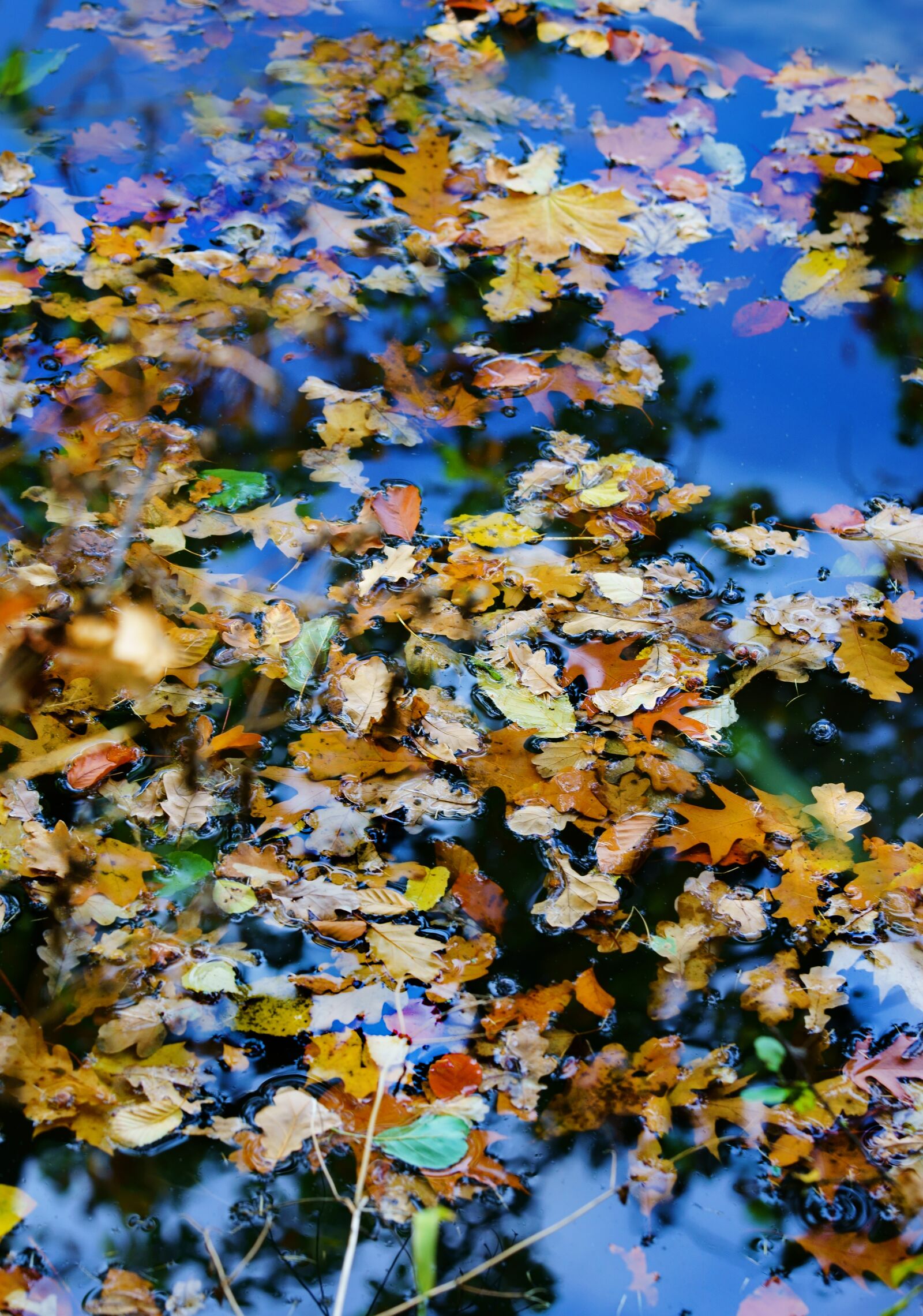 Sony a7 II sample photo. Nature, autumn, water photography