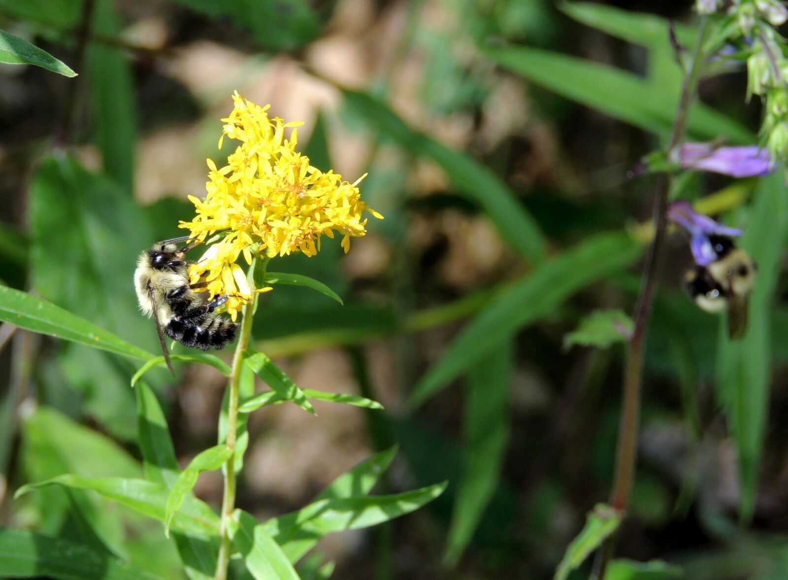 Nikon Coolpix P510 sample photo. Bumble bee, flower, bumble photography