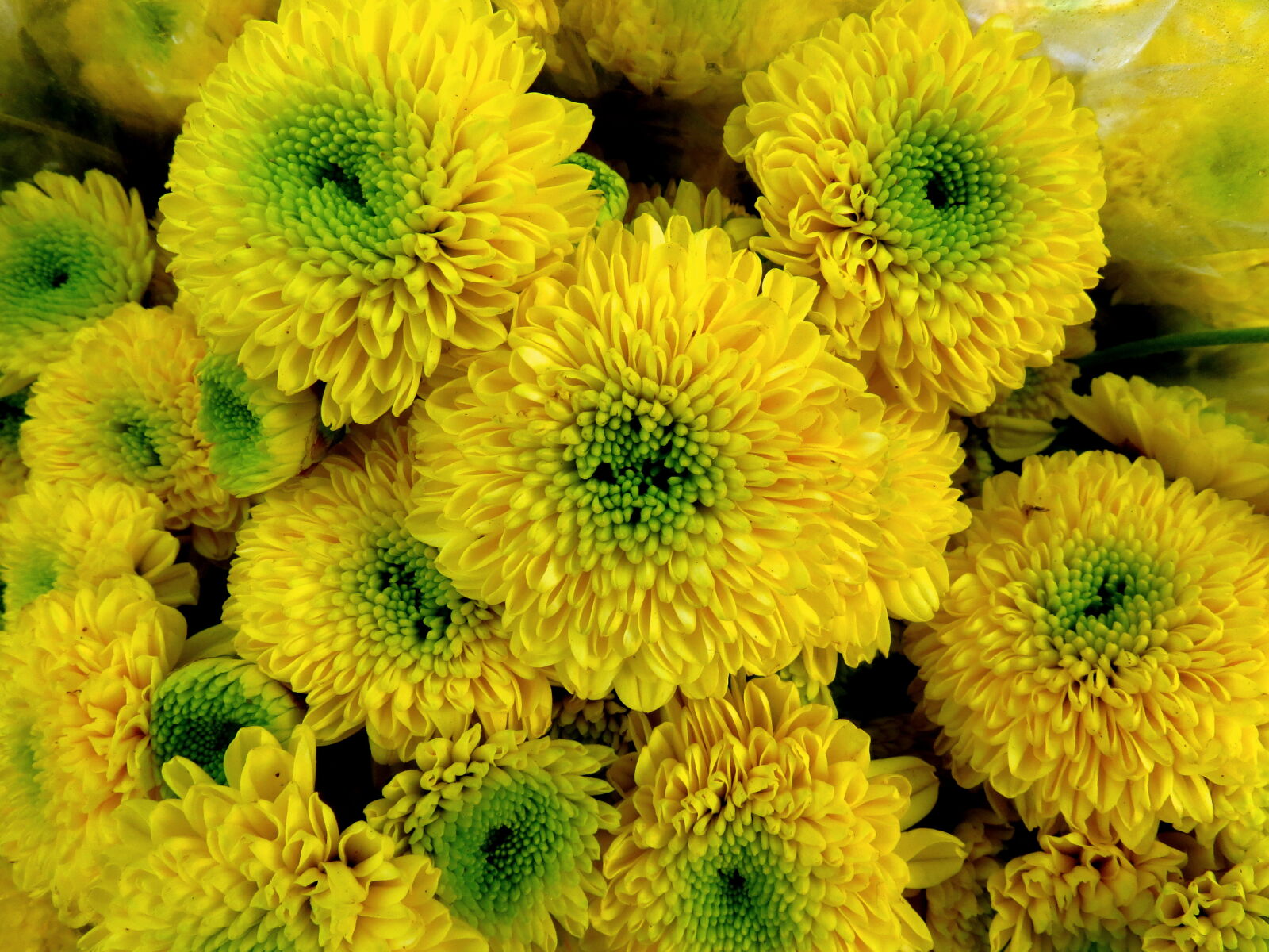 Canon PowerShot SX40 HS sample photo. Beautiful, flowers, blossom, blossoming photography