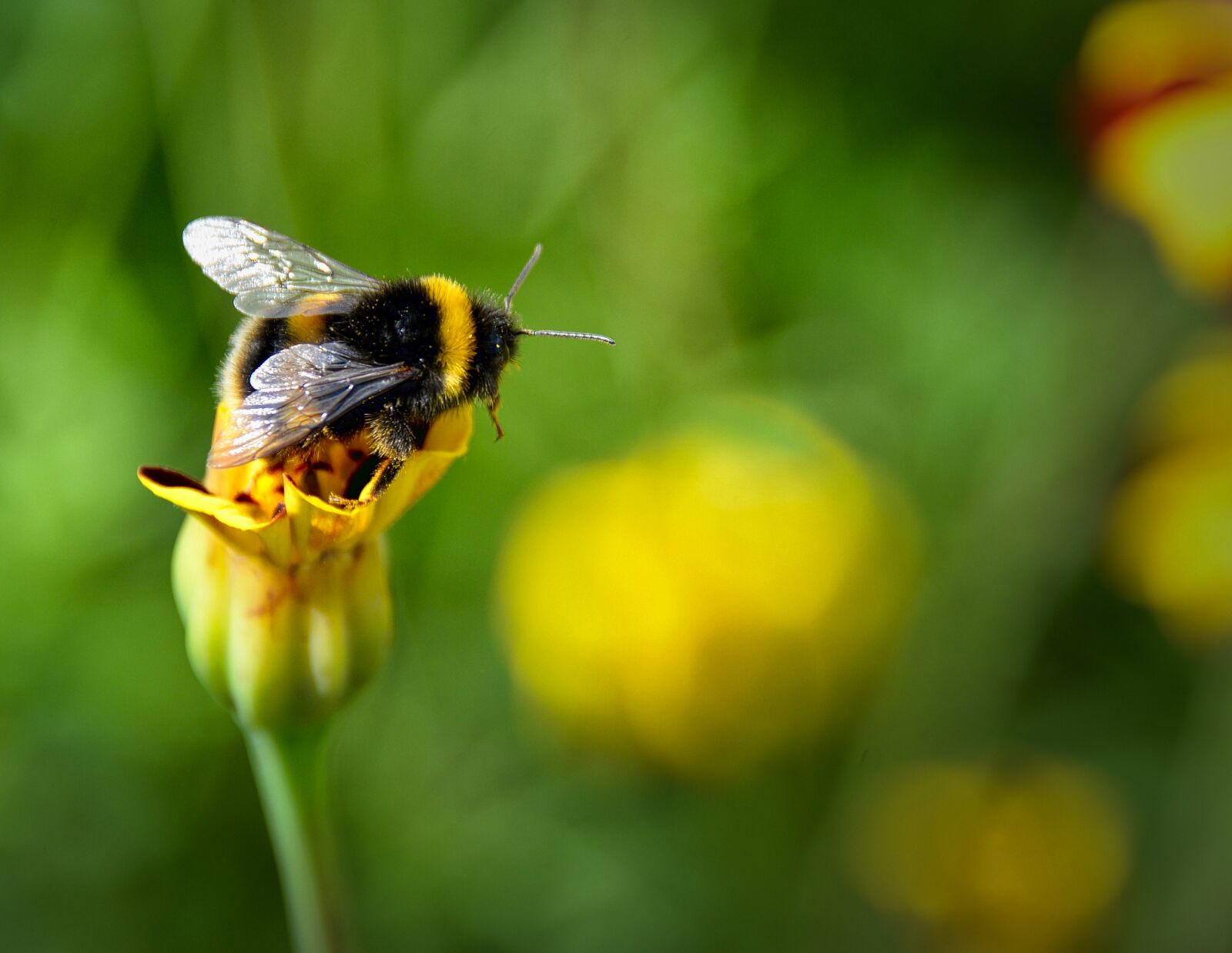 Nikon D610 sample photo. Bumble bee, dandelion, yellow photography