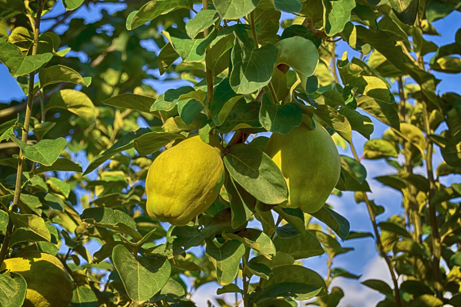 Nikon D3200 sample photo. Quince, seasonal fruit, autumn photography
