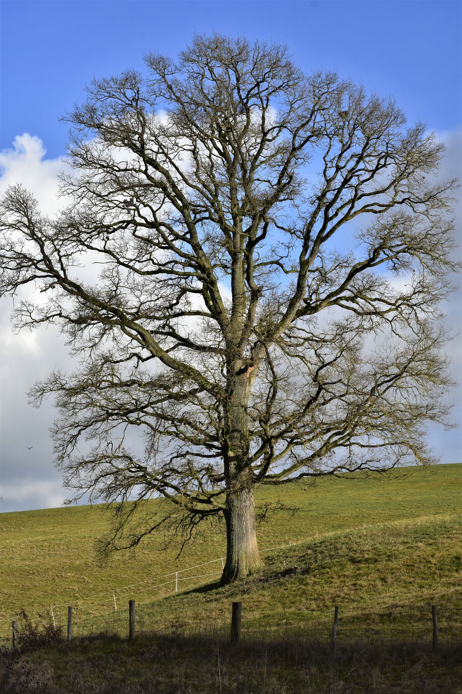 Nikon D7200 sample photo. Tree, landscape, green photography
