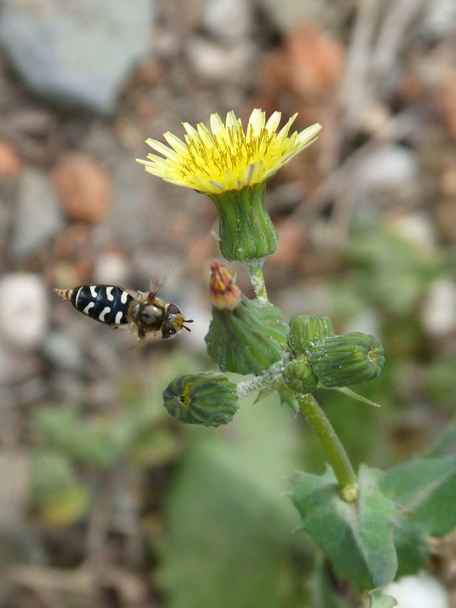 Panasonic DMC-FZ62 sample photo. Flower, hoverfly, fly photography
