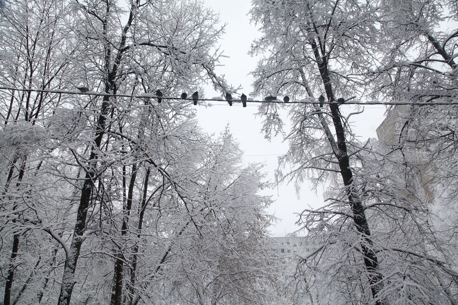 Canon EOS 5D Mark II sample photo. Russian winter, white snow photography