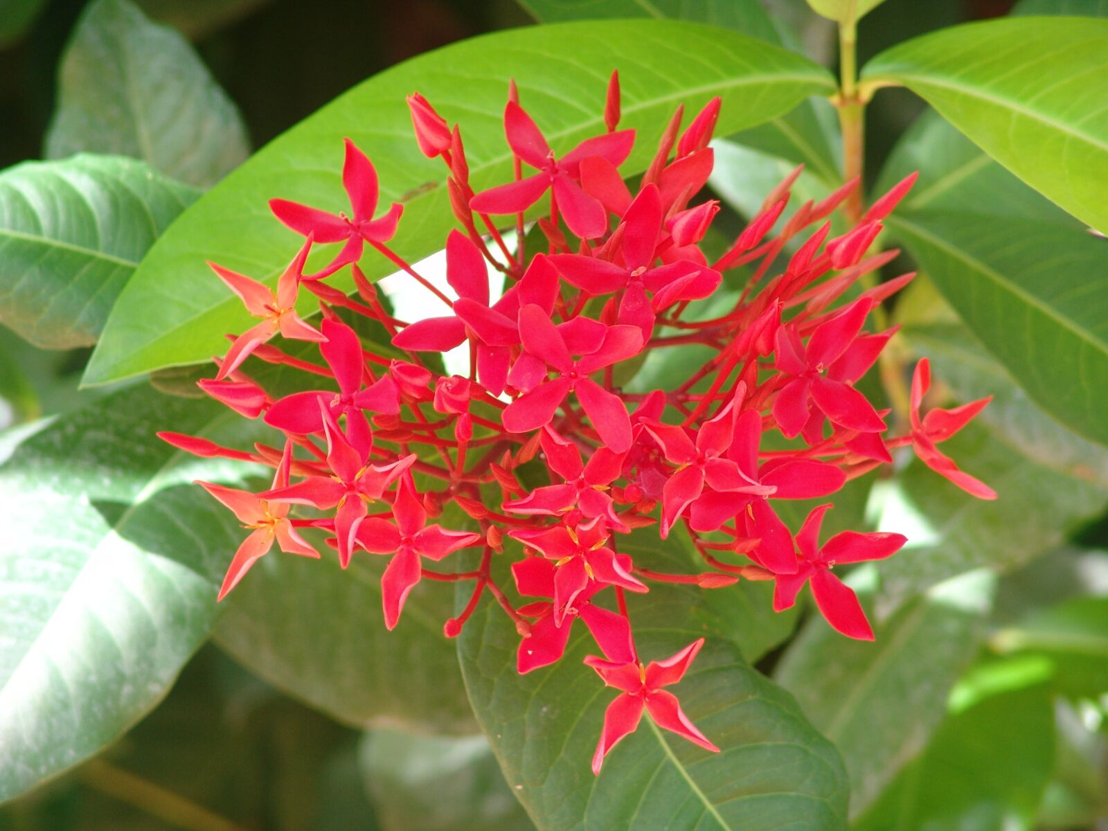 Sony DSC-F828 sample photo. Flowers, tropical, color photography