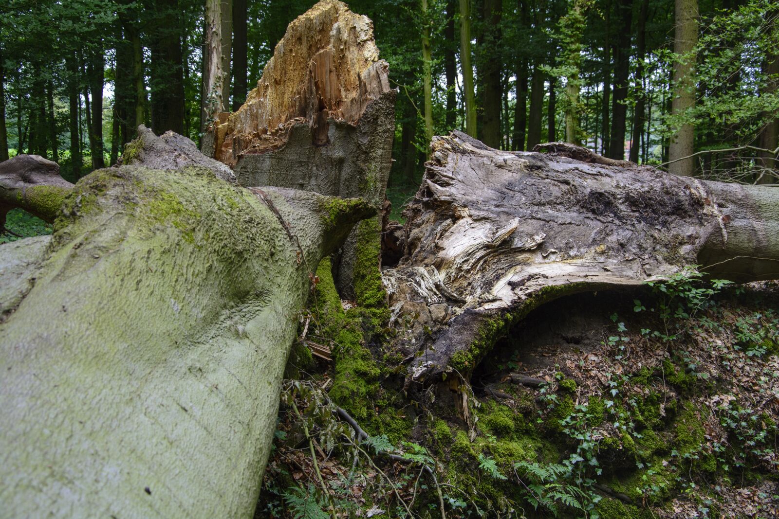 Nikon D7100 sample photo. Beech, storm damage, forest photography