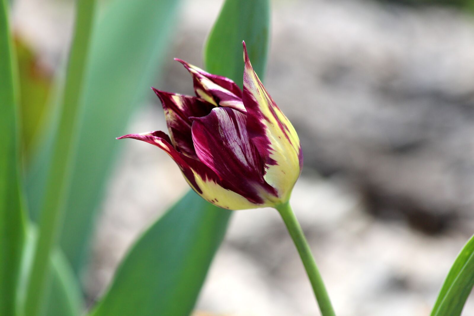 Canon EOS 650D (EOS Rebel T4i / EOS Kiss X6i) sample photo. Tulip, nature, plant photography