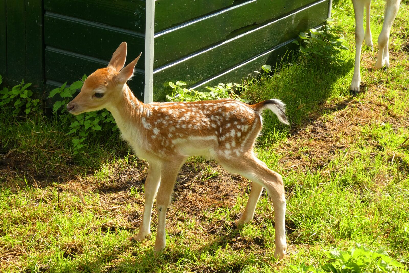 Panasonic Lumix DC-ZS70 (Lumix DC-TZ90) sample photo. Damhertje, a young deer photography