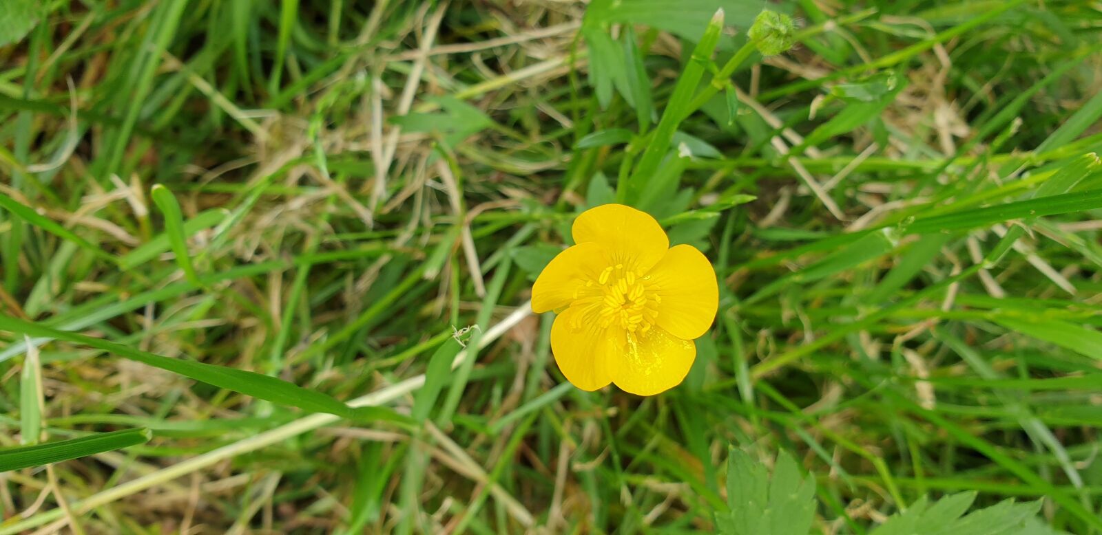 Samsung Galaxy S9+ sample photo. Wild, yellow, poppy photography