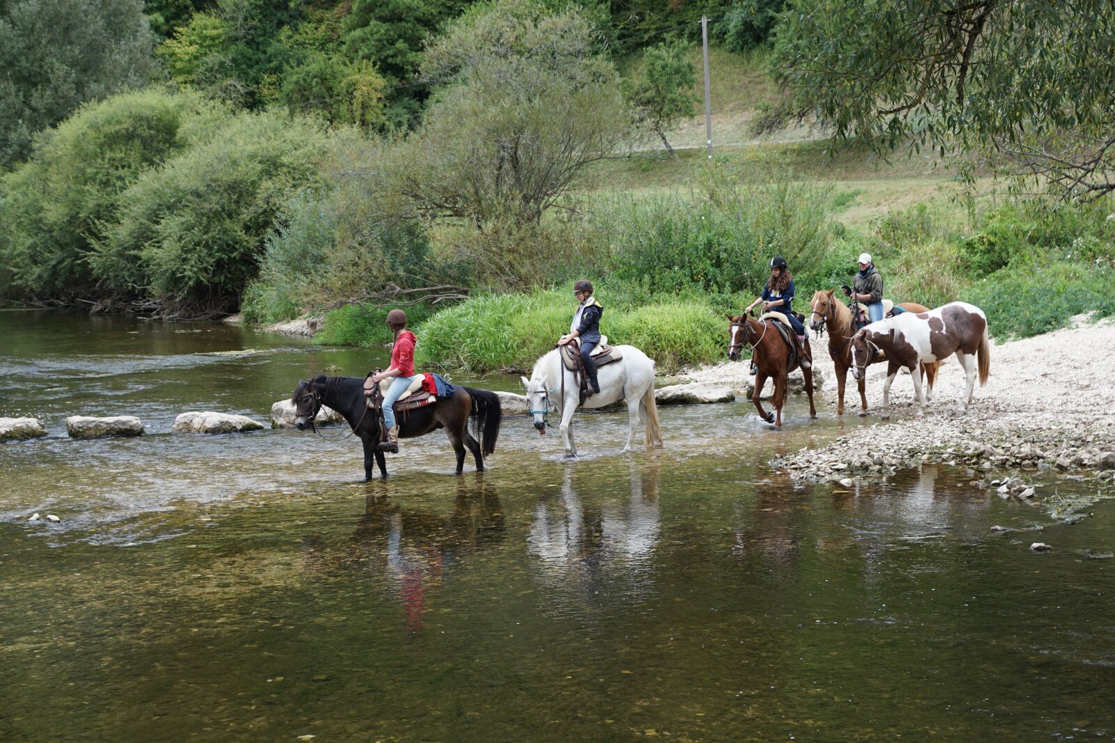 Sony DT 16-50mm F2.8 SSM sample photo. Horse, water, animal photography