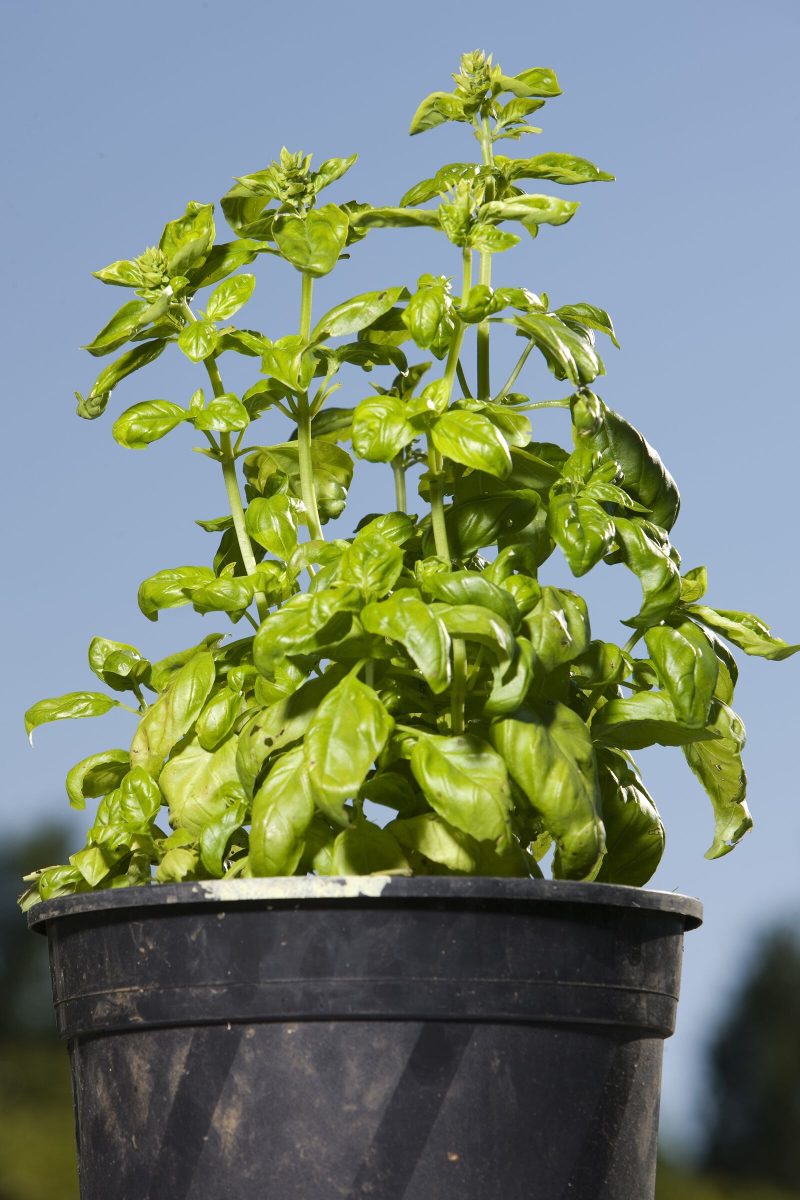Canon EOS-1Ds Mark III sample photo. Basil, herb, spice photography