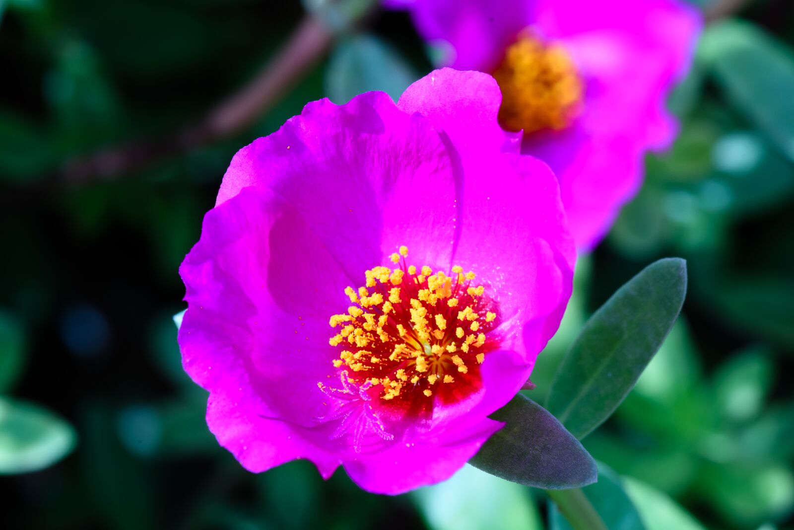 Nikon D7200 sample photo. Flower, nikon, micro photography