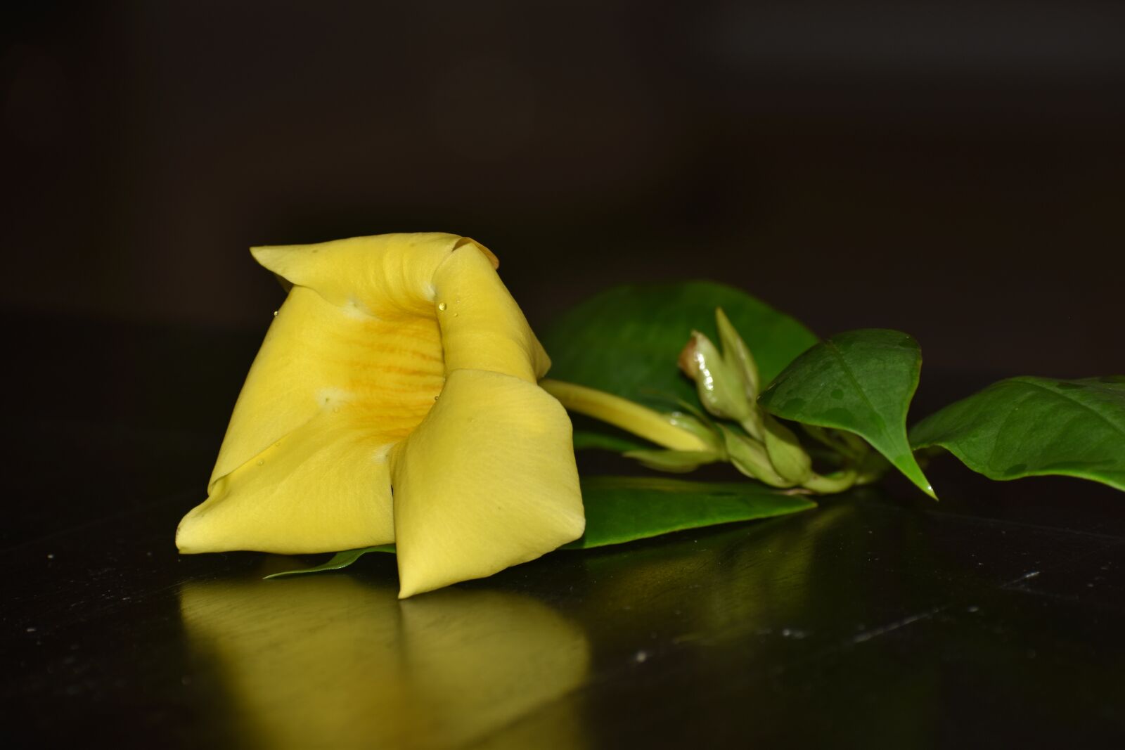 Nikon D5600 sample photo. Flower, yellow, nature photography