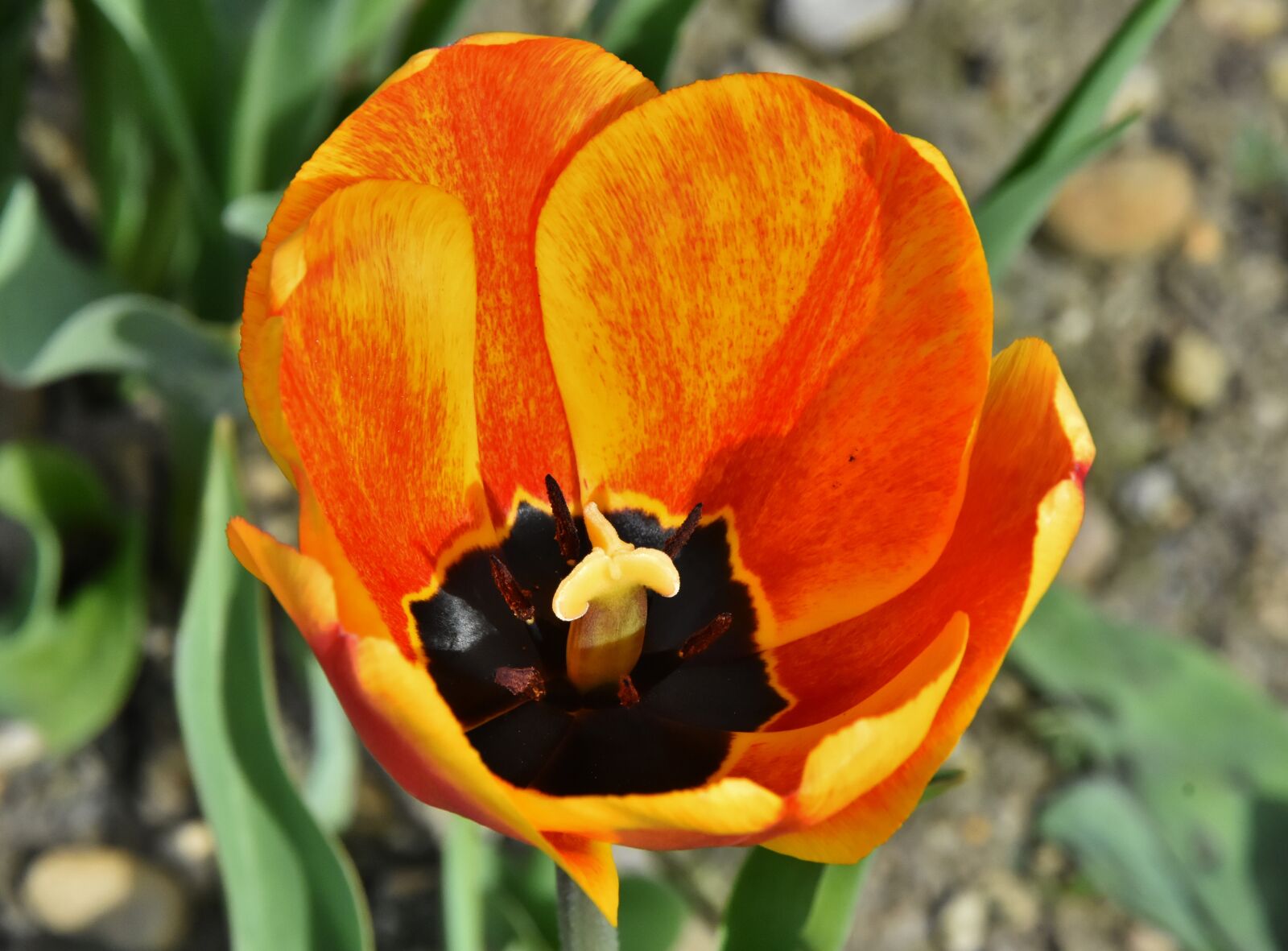 Nikon D7200 sample photo. Tulip, flower, colorful photography