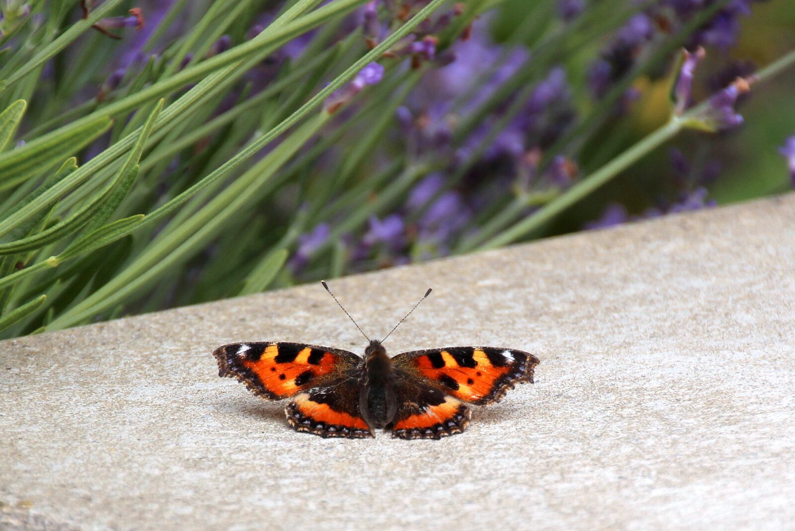 Canon EOS 650D (EOS Rebel T4i / EOS Kiss X6i) sample photo. Butterfly, little fox, edelfalter photography