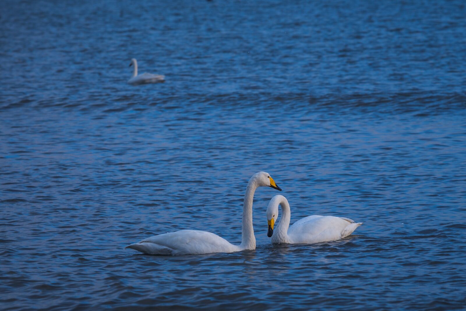 Canon EF 80-200mm f/2.8L sample photo. Swan, lake, in love photography