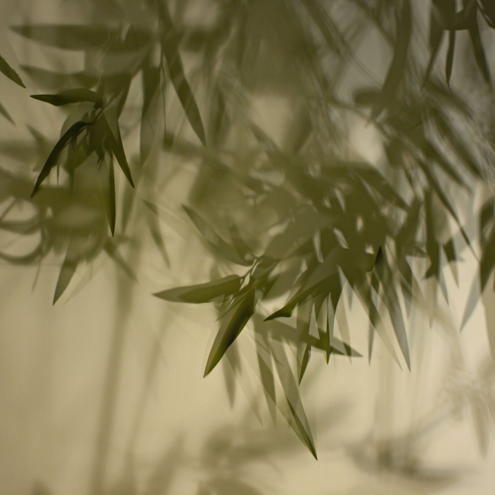 Nikon D7100 sample photo. Bamboo shadow, curtain, light photography