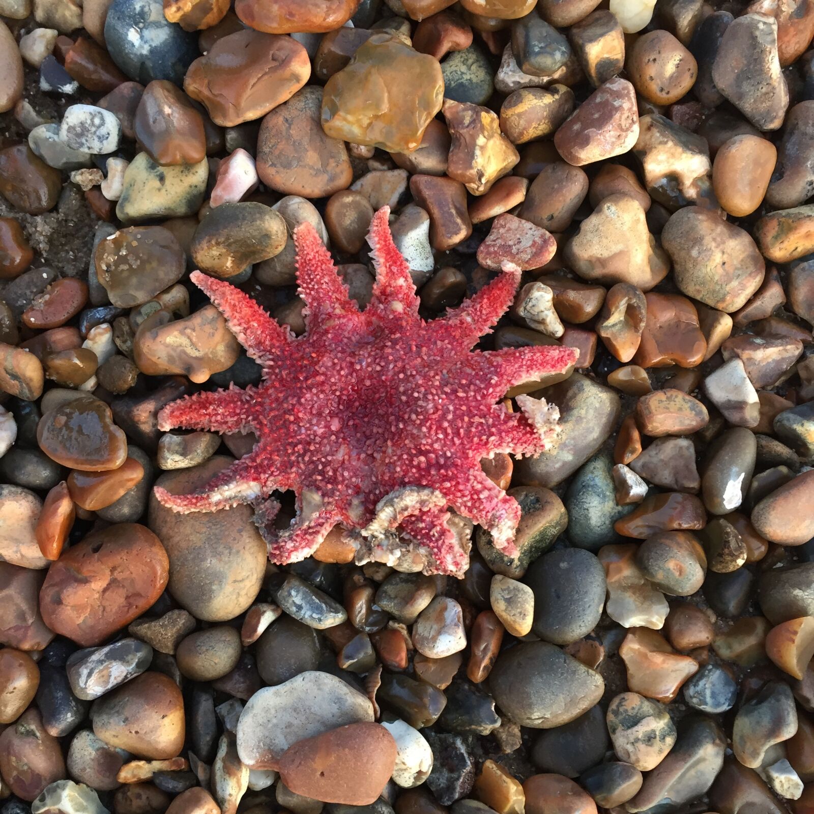 Apple iPhone 6 sample photo. Starfish, pebbles, sea photography
