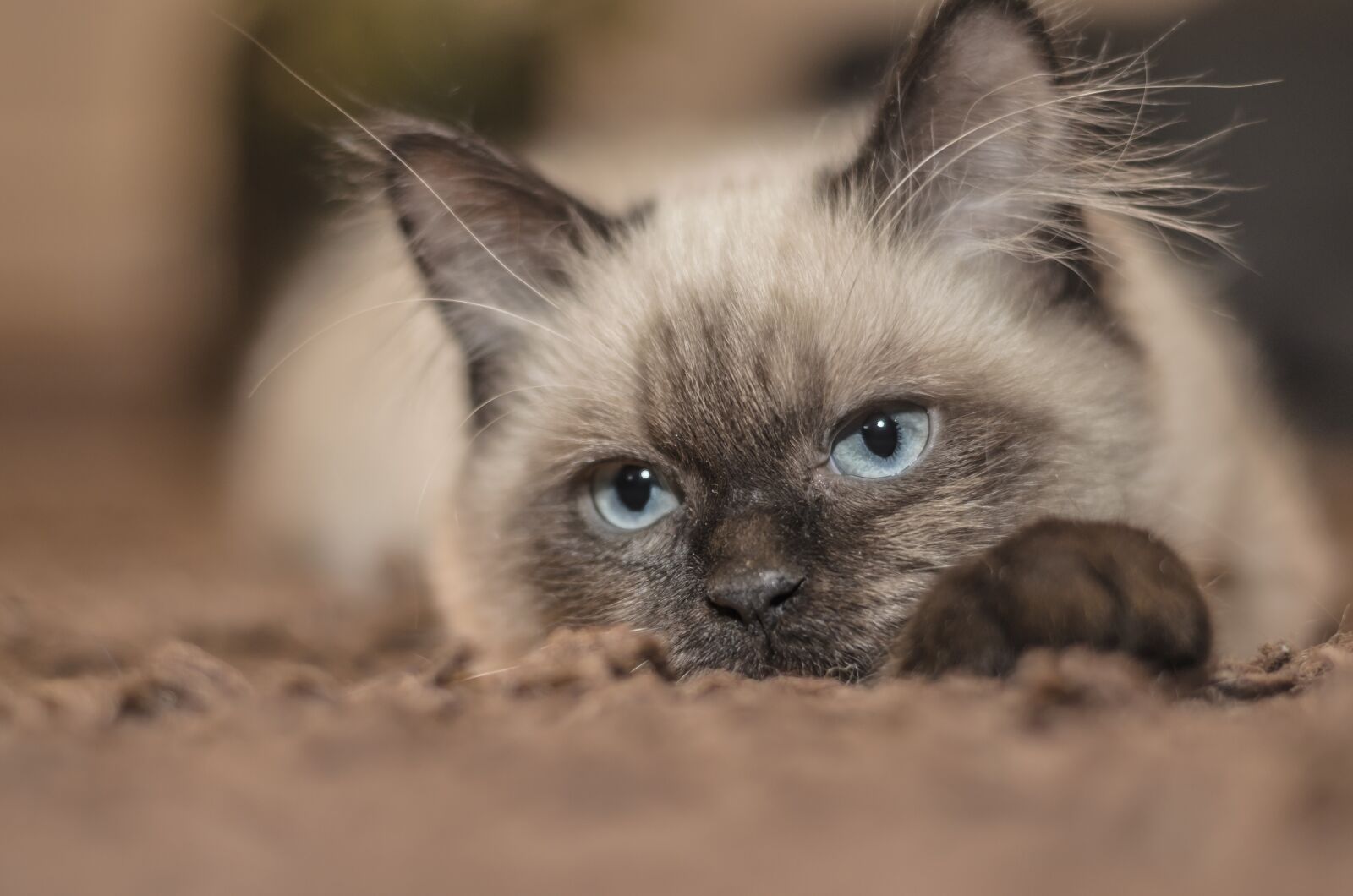 Nikon D5100 sample photo. Cat, kitten, pets photography