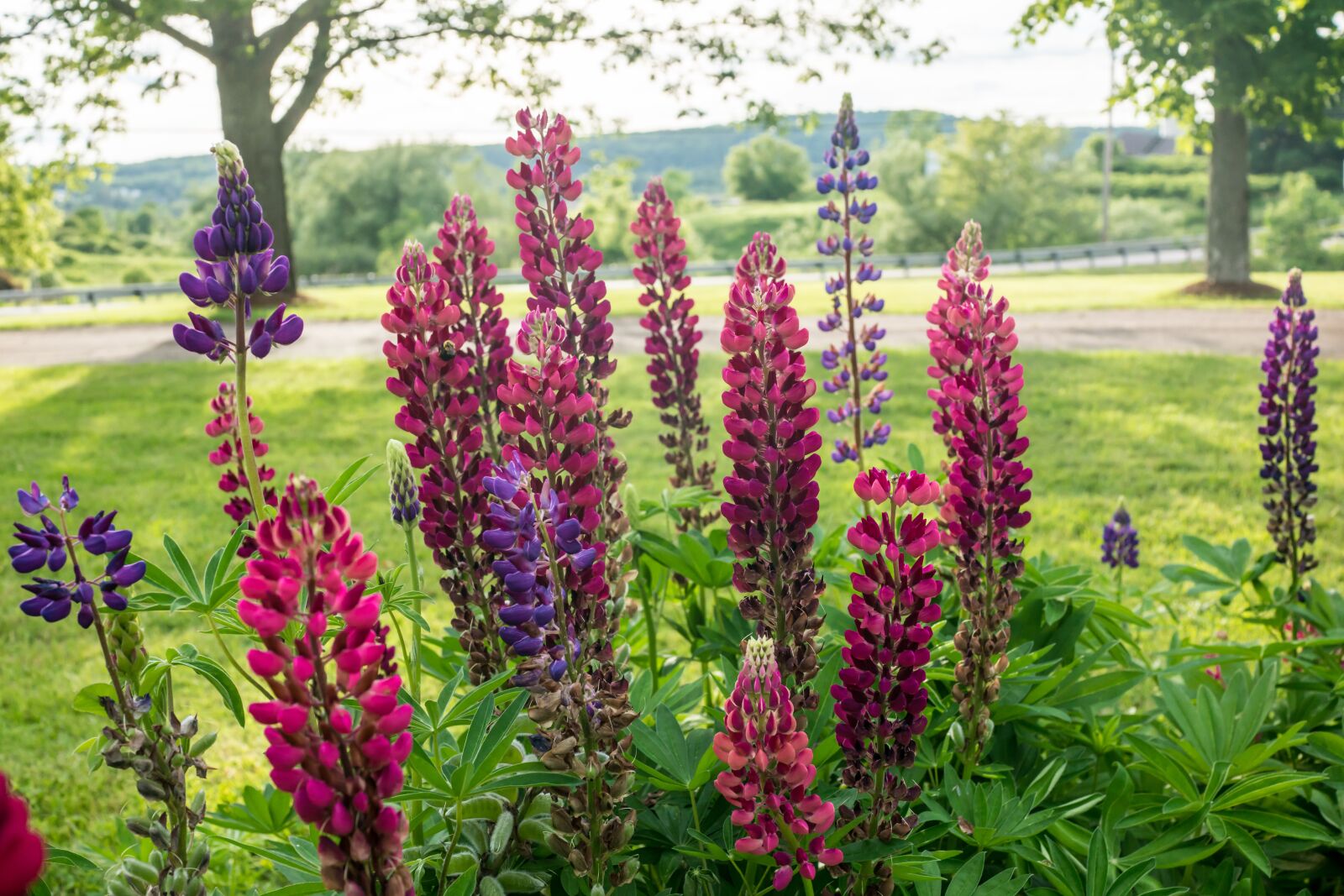 35mm F2.0 sample photo. Lupins, colorful, nature photography