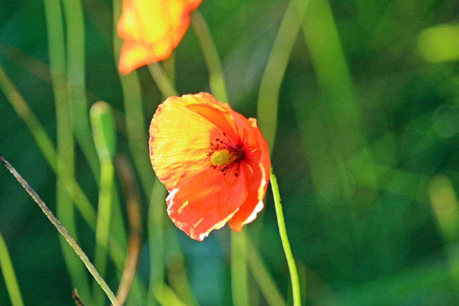 Canon EOS 100D (EOS Rebel SL1 / EOS Kiss X7) sample photo. Poppy, blossom, bloom photography