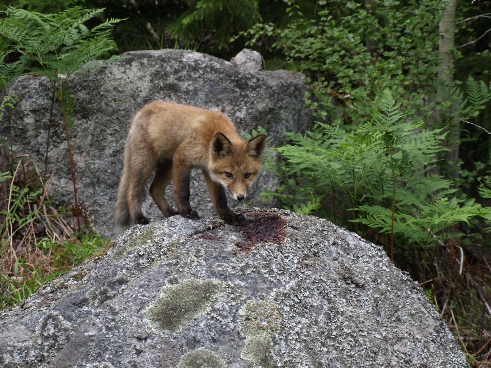 Olympus E-410 (EVOLT E-410) sample photo. Fox, kid, nature photography