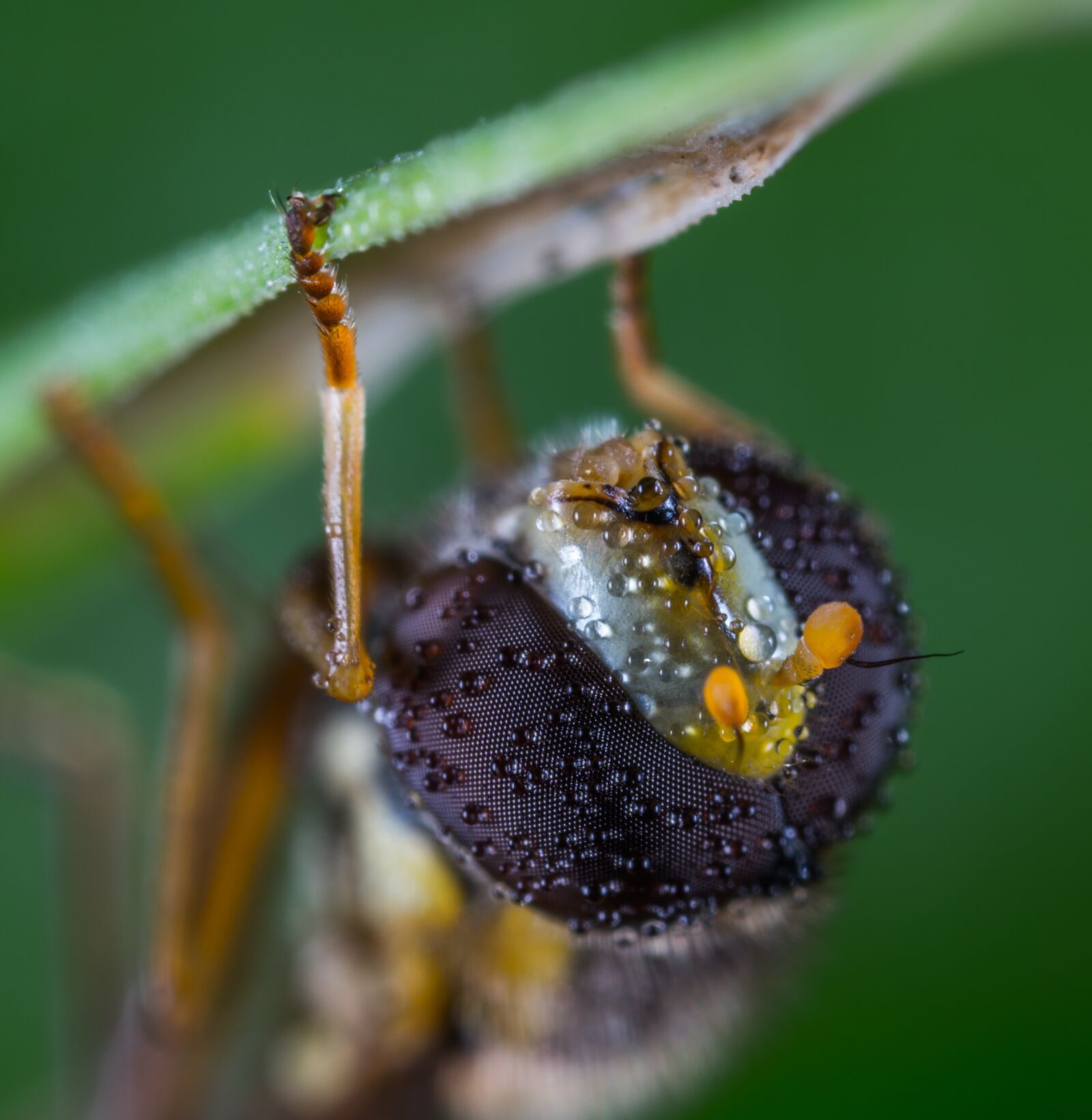 #124 65/2.8 sample photo. Gorzalka, fly, macro photography