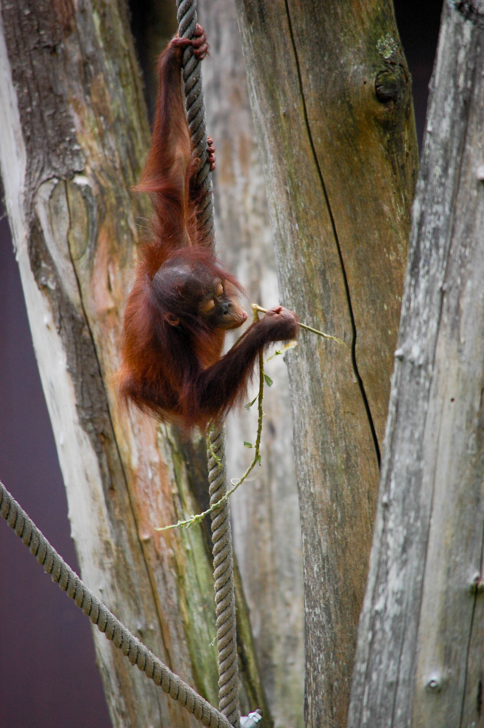 Nikon D40 sample photo. Ape photography